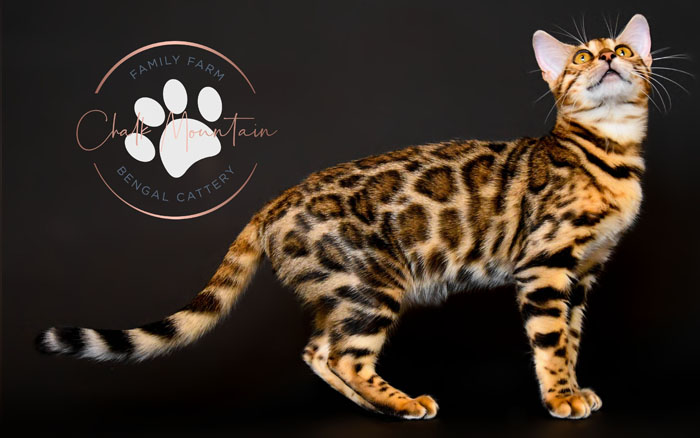 bengal kittens for sale
